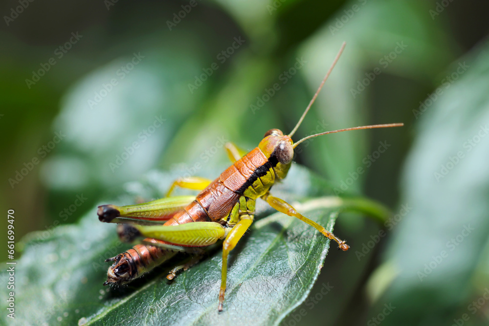 Fototapeta premium 暗い森の青葉、まだ幼いフキバッタの幼虫(マクロレンズ使用・ストロボ+自然光・接写写真)