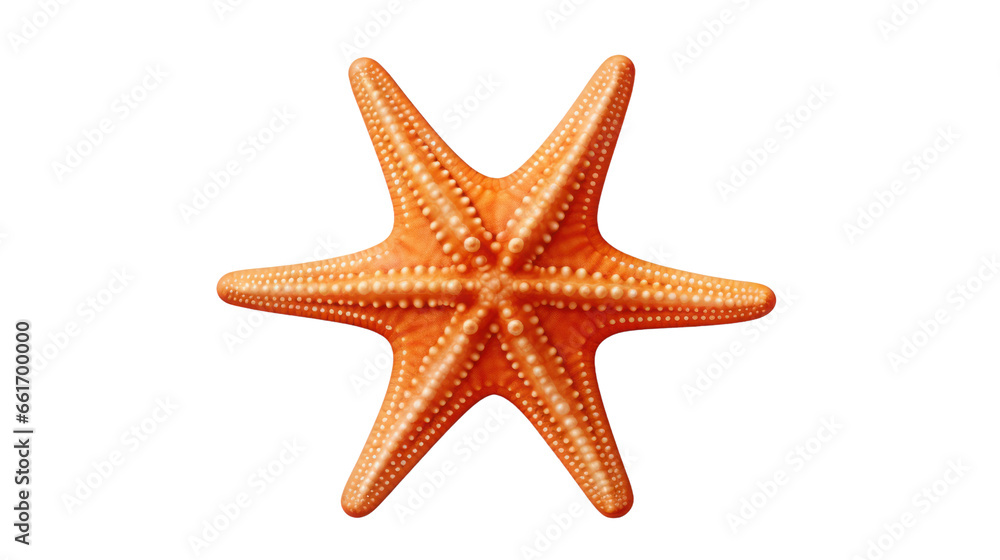 starfish on the transparent background starfish on the transparent background
