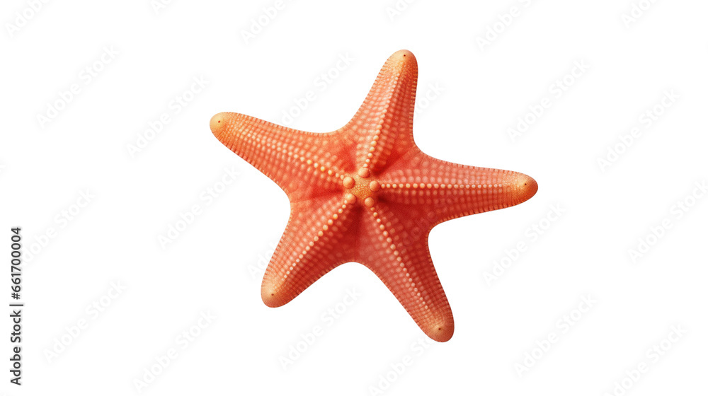 starfish on the transparent background starfish on the transparent background