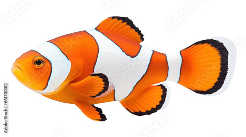 Nemo fishes on the isolated background