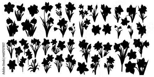 Daffodil silhouettes