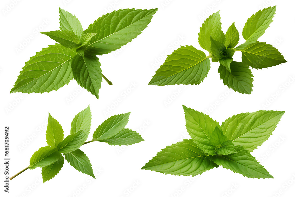set of fresh mint leaves isolated on transparent background, cooking, food or diet design element collection, PNG cutout set of fresh mint leaves isolated on transparent background, cooking, food or diet design element collection, PNG cutout