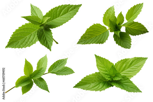 set of fresh mint leaves isolated on transparent background, cooking, food or diet design element collection, PNG cutout