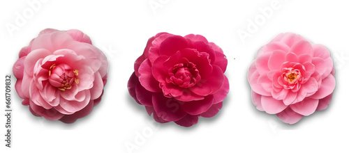 Close up of pink and light pink camellia flowers isolated on transparent background. Top view, flat lay. 