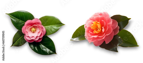 close up of two light pink camellia flowers with leaves isolated on transparent background.
