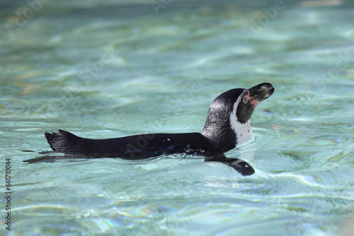 Humboldt penguin swimming in the water.