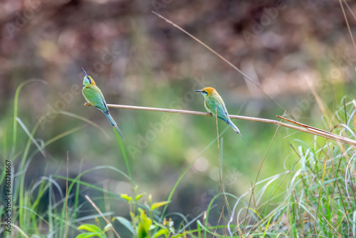 A couple of green bee eater perched on a small twig inside Bandhavgarh Tiger Reserve during a wildlife safari inside the park. photo