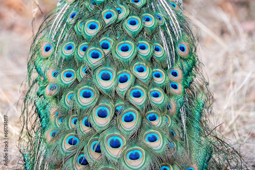 A male peacock displaying its beautiful feathers inside Pench Tiger Reserve during a wildlife safari inside the park. photo