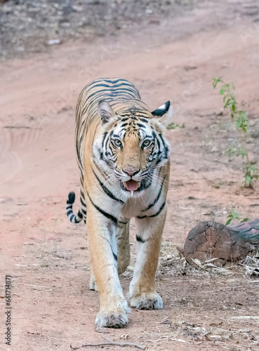 A dominant tigress walking through the jungle marking its territory inside Bandhavgarh Tiger Reserve during a wildlife safari 