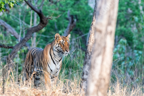 A dominant tigress walking thru' her territory inside Pench Tiger Reserve during a wildlife safari on a hot summer morning.  © Chaithanya
