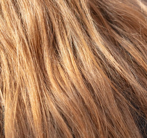 Blonde hair on a woman's head as a background. Back view