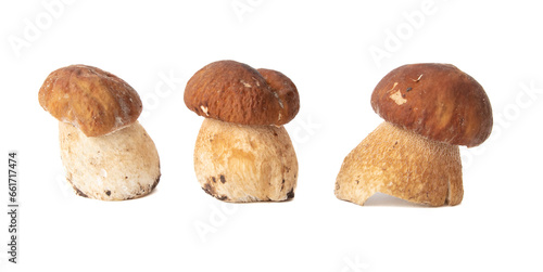 Boletus mushrooms isolated on white background