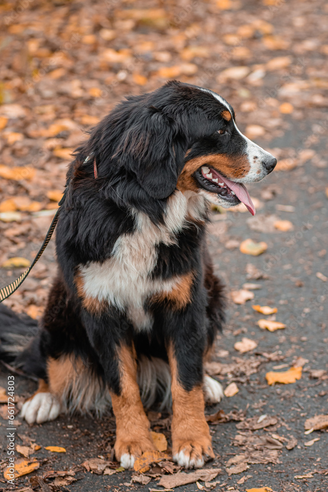 A Bernese Mountain Dog sits on a leash against the backdrop of an autumn park.