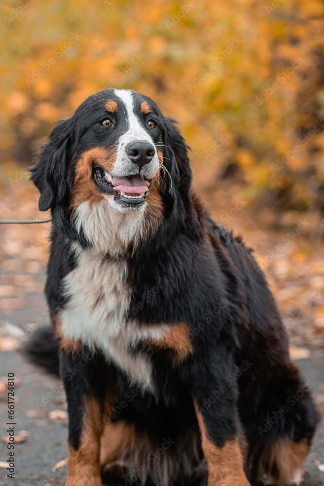A Bernese Mountain Dog sits on a leash against the backdrop of an autumn park.