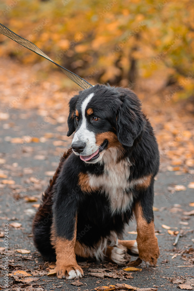 A Bernese Mountain Dog sits on a leash against the backdrop of an autumn park.