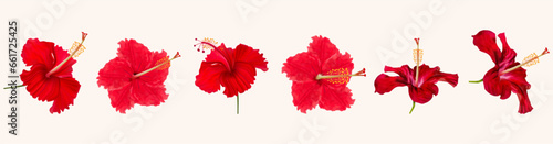Hibiscus, png, Tropical flower, Exotic plant. Red, Vector, Isolated. Red hibiscus isolated on a white background, Red Hibiscus. High detailing flowers. Hibiscus vector png, Joba flowers, kali puja , 
