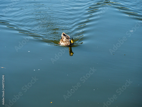 On Coming Duck © david hutchinson