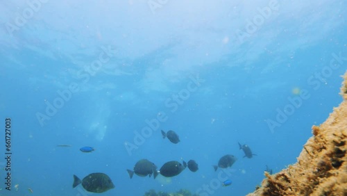 group school of Inshore Surgeonfish light and dark color size wondering swimming around at the bottom of the seabed floor underwater with curiosity at bottom seabed with coral rocks algae in ocean photo