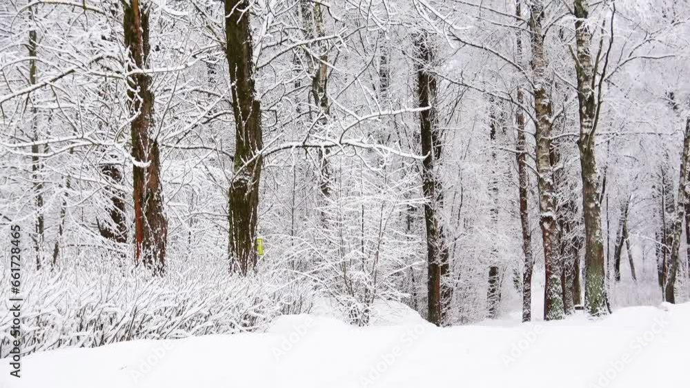 Winter beauty in the park Winter beauty in the park