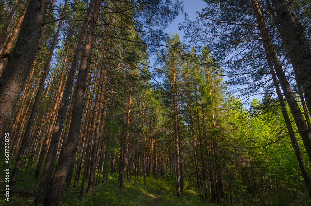 Naklejka premium forest in autumn