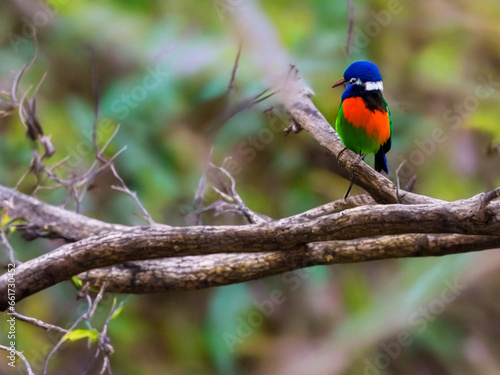 A colorful bird sits on a branch in the forest with bur background 