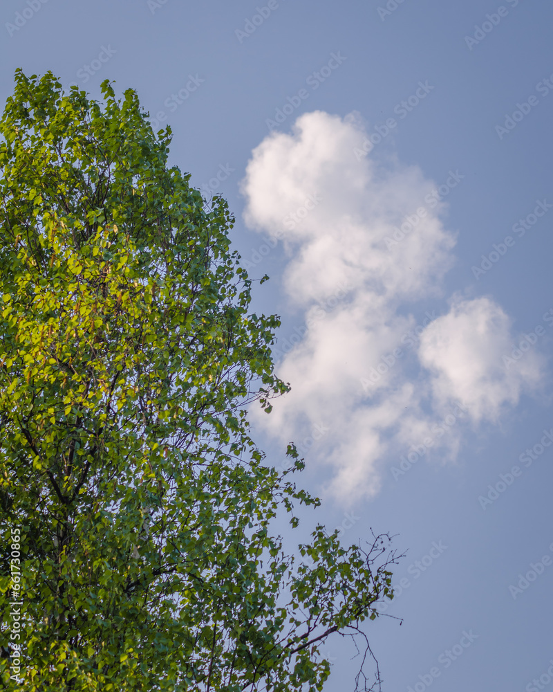Fototapeta premium tree and sky