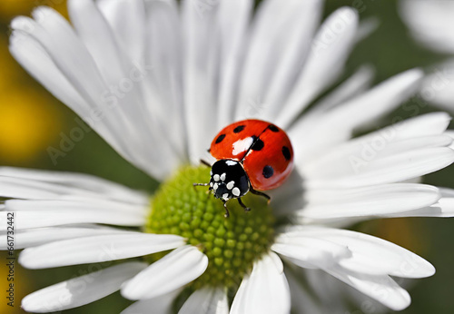 ladybug on camomile, ladybug on daisy, 