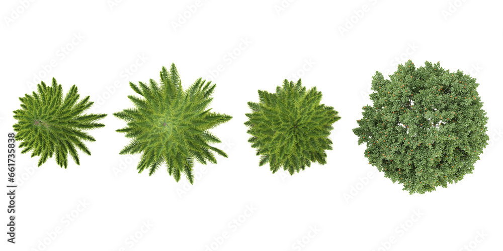 Fototapeta premium Fir,Acacia from the top view isolated white background