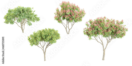 Obraz na płótnie Acacia tree,Pieris japonica flowers isolated on white, 3D render