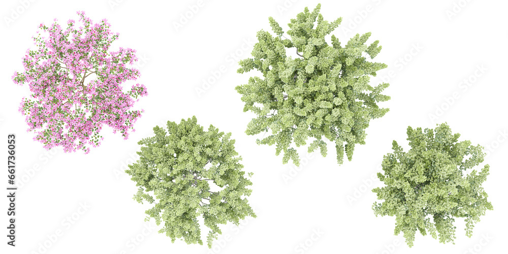 Obraz premium pine tree,red lapacho flowers isolate on transparent backgrounds 3d rendering
