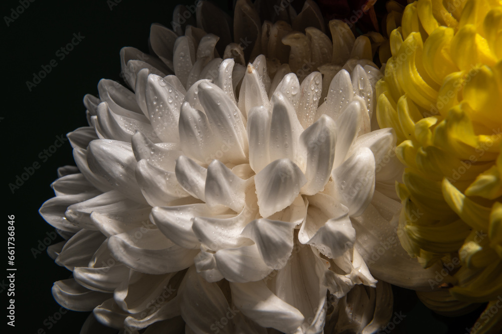 White chrysanthemum on black background