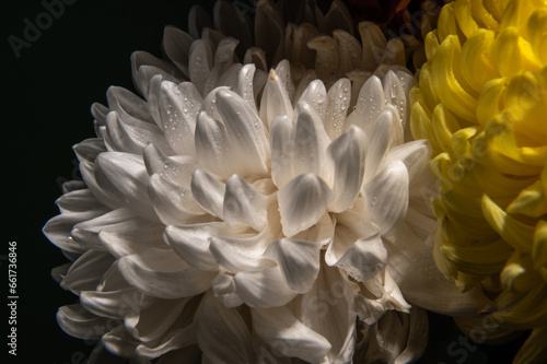 White chrysanthemum on black background © multipedia