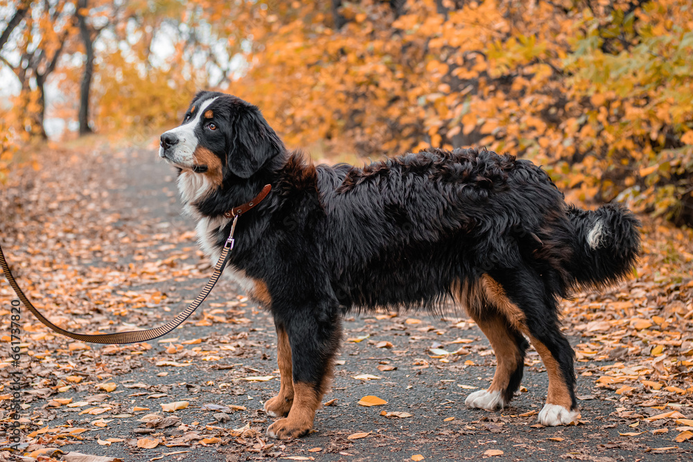 A dog of the Bernese Mountain Dog breed walks on a leash in an autumn park.