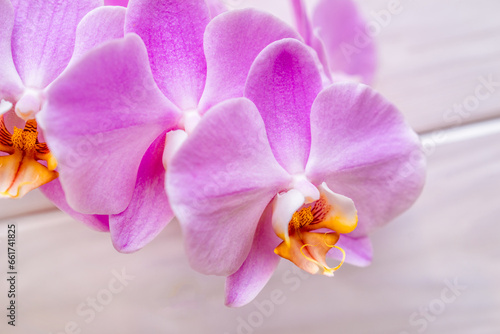  A branch of purple orchids on a white wooden backgroun 