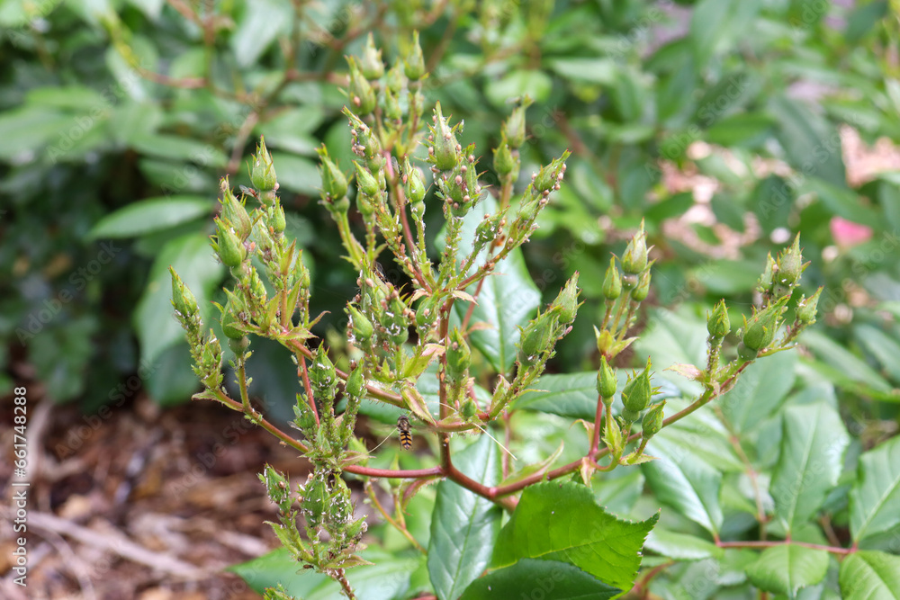 new rose buds covered in thrip insect new rose buds covered in thrip insect