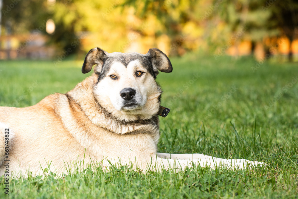 Beautiful large mongrel dog with orange eyes, mixed-breed dog in a garden.