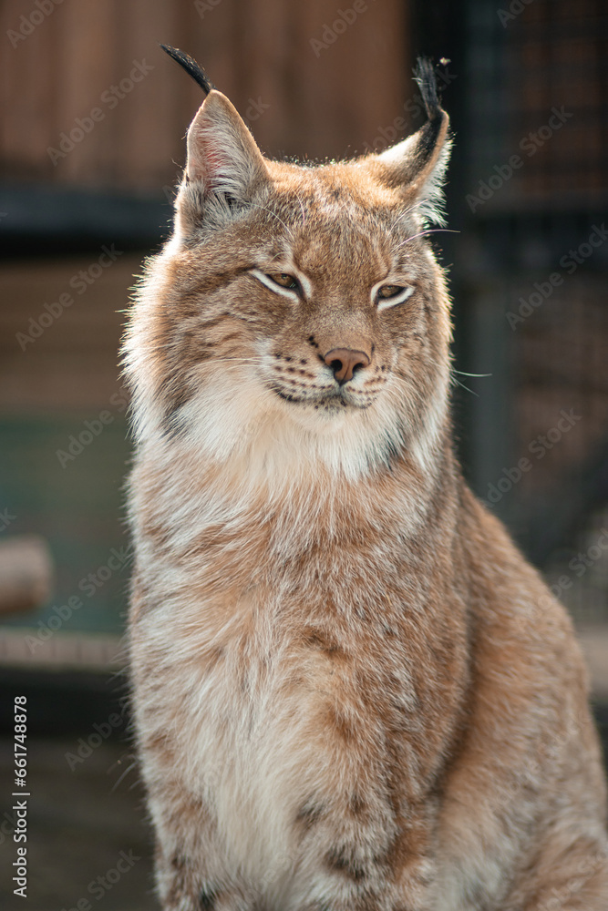Close-up portrait of a lynx in a zoo enclosure. Close-up portrait of a lynx in a zoo enclosure.