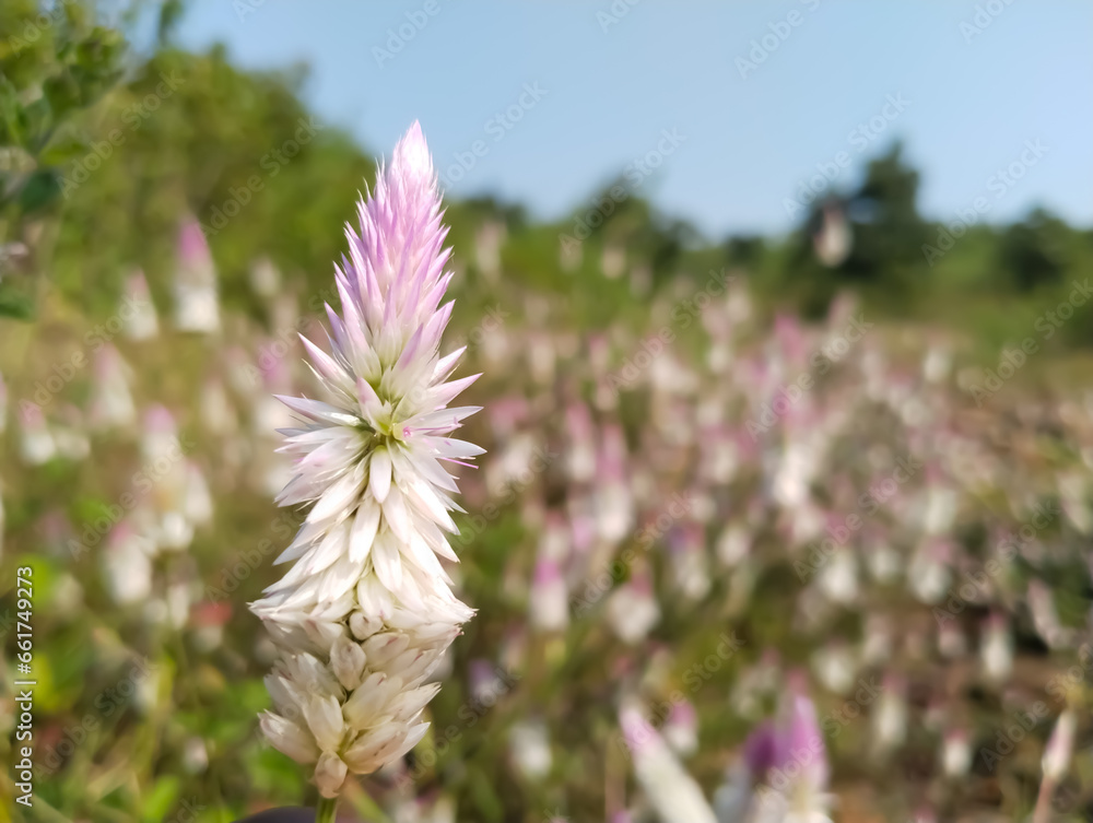 Celosia argentea, commonly known as the plumed cockscomb or silver cock ...