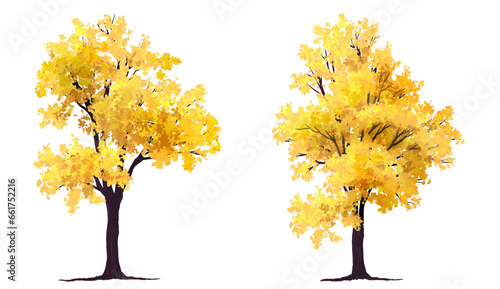 autumn tree isolated on white,Ginkgo elevation for landscape scene,watercolor plant for architecture drawing, environment and garden,botanical elements ,blooming tree in autumn 
