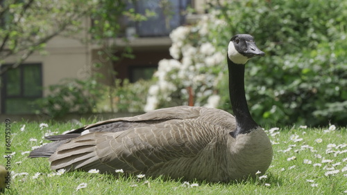country goose in the park