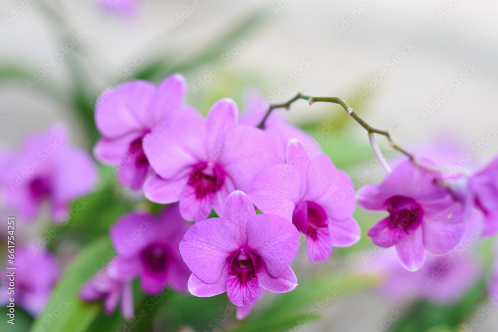 close up of a purple flower