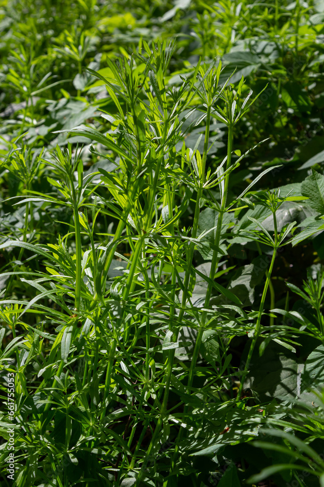 The Cleavers Galium aparine have been used in the traditional medicine for treatment of disorders of the diuretic, lymph systems and as a detoxifier The Cleavers Galium aparine have been used in the traditional medicine for treatment of disorders of the diuretic, lymph systems and as a detoxifier