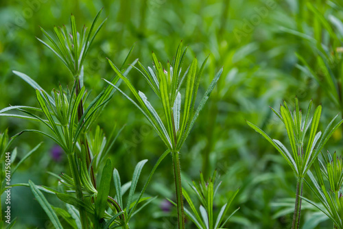 The Cleavers Galium aparine have been used in the traditional medicine for treatment of disorders of the diuretic  lymph systems and as a detoxifier