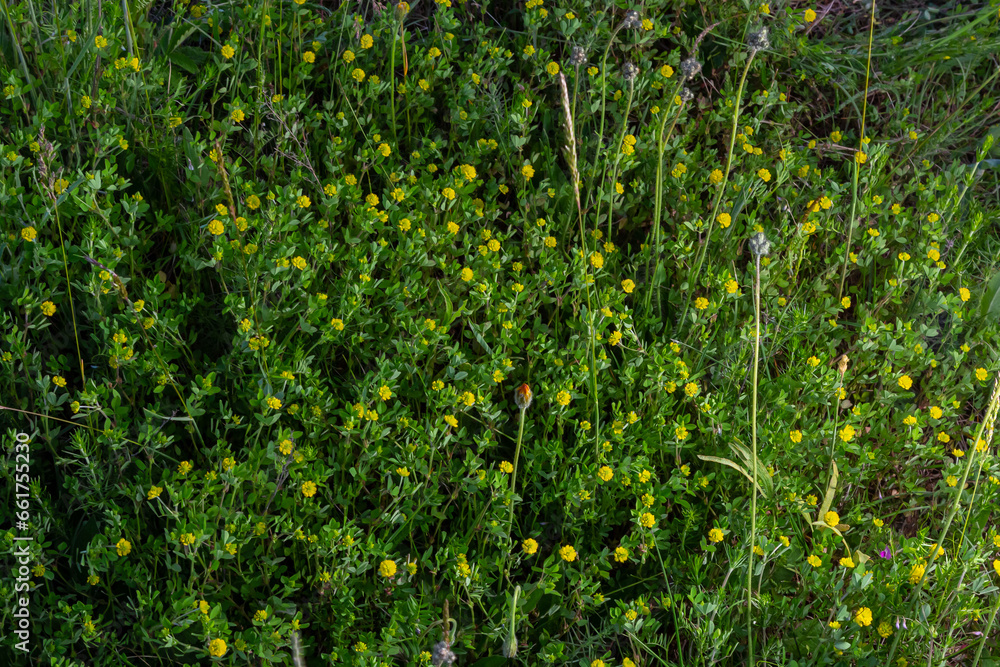 Trifolium campestre or hop trefoil flower, close up. Yellow or golden clover with green leaves. Wild or field clover is herbaceous, annual and flowering plant in the bean or legume family Fabaceae Trifolium campestre or hop trefoil flower, close up. Yellow or golden clover with green leaves. Wild or field clover is herbaceous, annual and flowering plant in the bean or legume family Fabaceae