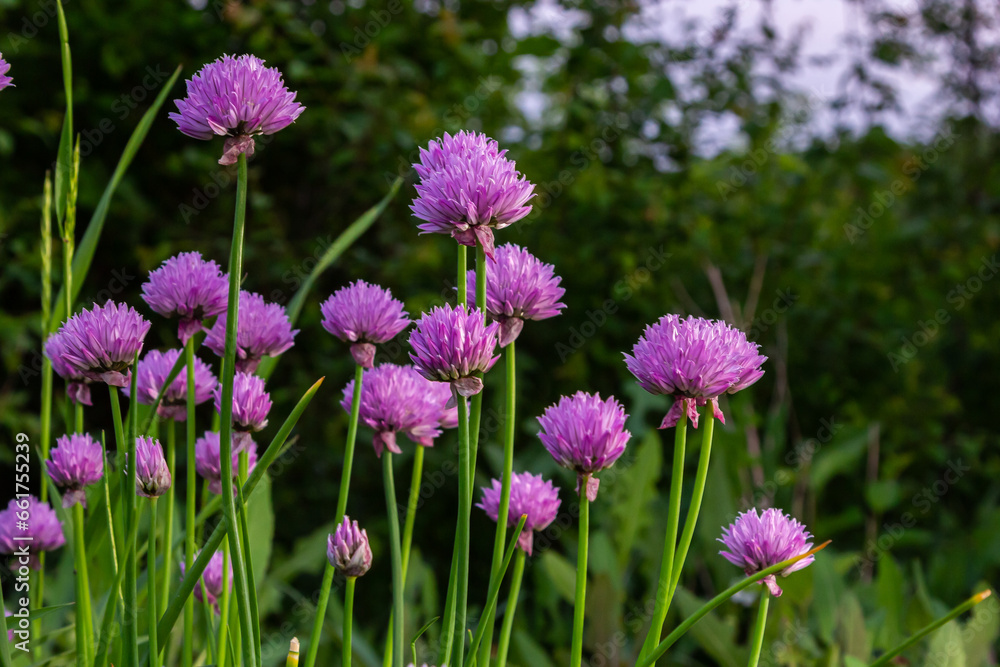 Close up view of emerging purple buds and blossoms on edible chives plants allium schoenoprasum Close up view of emerging purple buds and blossoms on edible chives plants allium schoenoprasum
