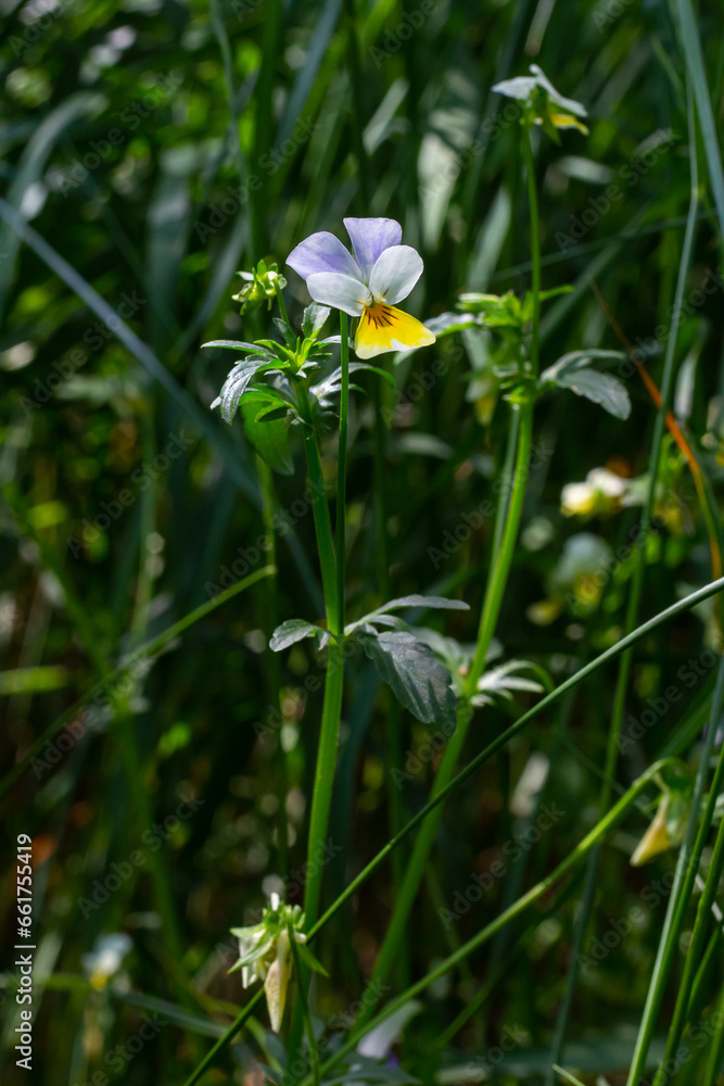 Wild Viola Arvensis, Field Pansy flowerbed abloom. Beautiful wild flowering plant used in alternative herbal medicine. Outdoor nature photography Wild Viola Arvensis, Field Pansy flowerbed abloom. Beautiful wild flowering plant used in alternative herbal medicine. Outdoor nature photography