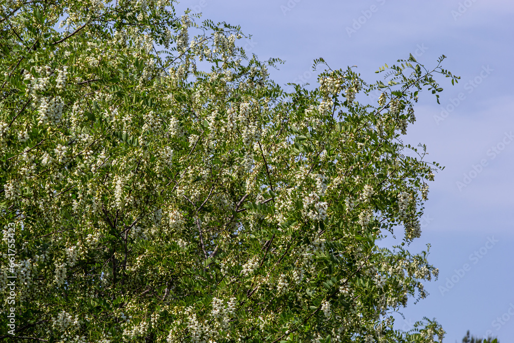 Abundant flowering acacia branch of Robinia pseudoacacia, false acacia, black locust close-up. Source of nectar for tender but fragrant honey. Locust tree blossom - Robinia pseudoacacia Abundant flowering acacia branch of Robinia pseudoacacia, false acacia, black locust close-up. Source of nectar for tender but fragrant honey. Locust tree blossom - Robinia pseudoacacia