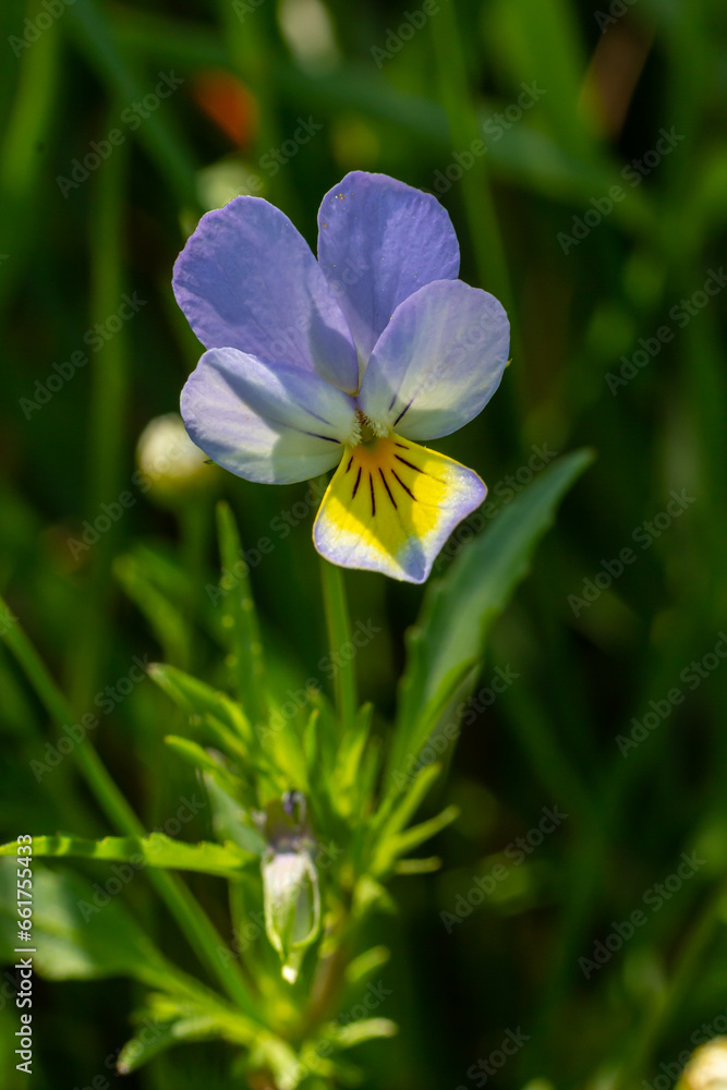 Wild Viola Arvensis, Field Pansy flowerbed abloom. Beautiful wild flowering plant used in alternative herbal medicine. Outdoor nature photography