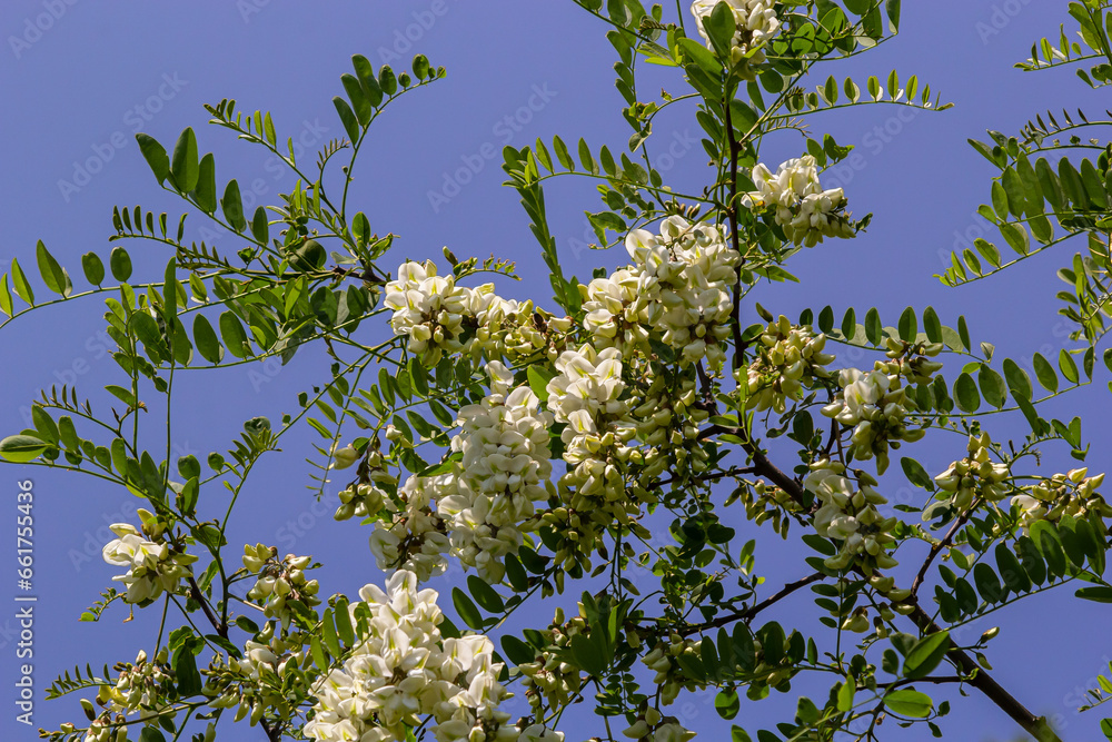 Abundant flowering acacia branch of Robinia pseudoacacia, false acacia, black locust close-up. Source of nectar for tender but fragrant honey. Locust tree blossom - Robinia pseudoacacia Abundant flowering acacia branch of Robinia pseudoacacia, false acacia, black locust close-up. Source of nectar for tender but fragrant honey. Locust tree blossom - Robinia pseudoacacia