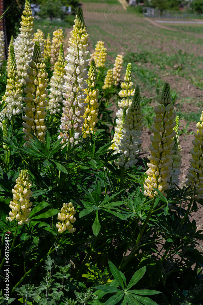 White tall Lupine flowers during spring blossom with selective focus and blurred background White tall Lupine flowers during spring blossom with selective focus and blurred background